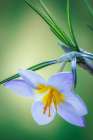 USA- Washington State- Seabeck. Crocus blossom in spring. Art Print